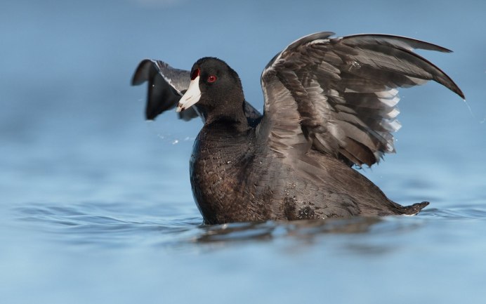 Средиземноморская Чайка