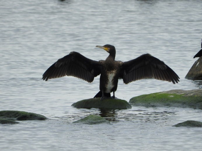 Чайка птица водоплавающая птица