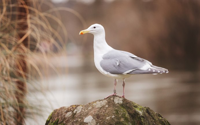 Водоплавающая серая морская птица