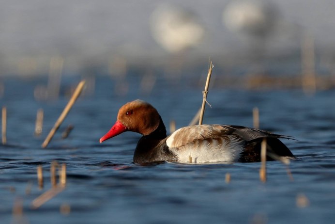 Птицы Балтийского моря