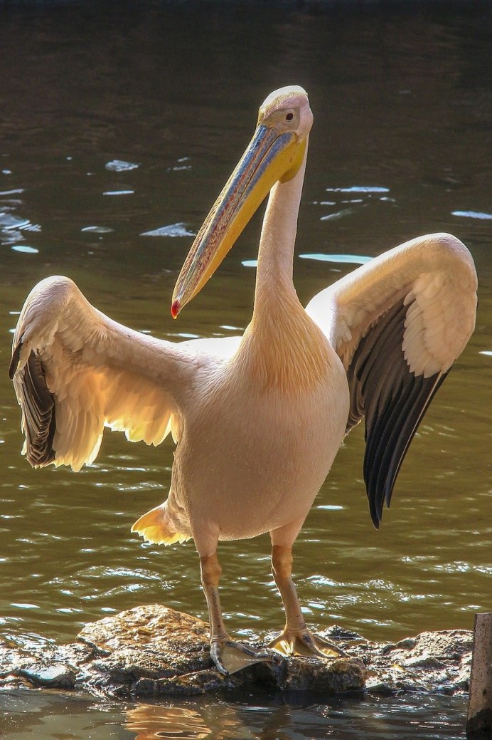 Pluvianus aegyptius