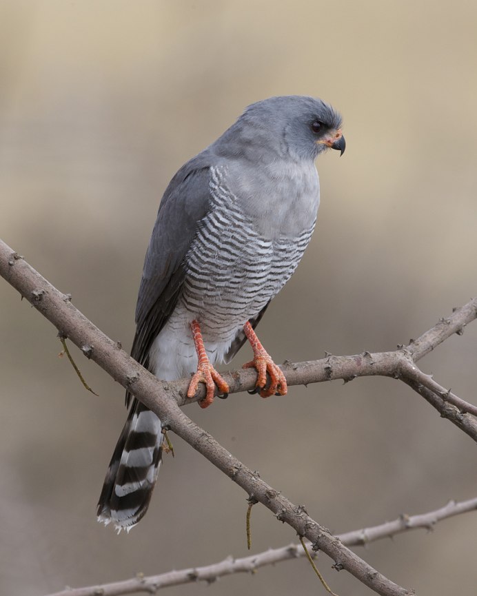Passer moabiticus