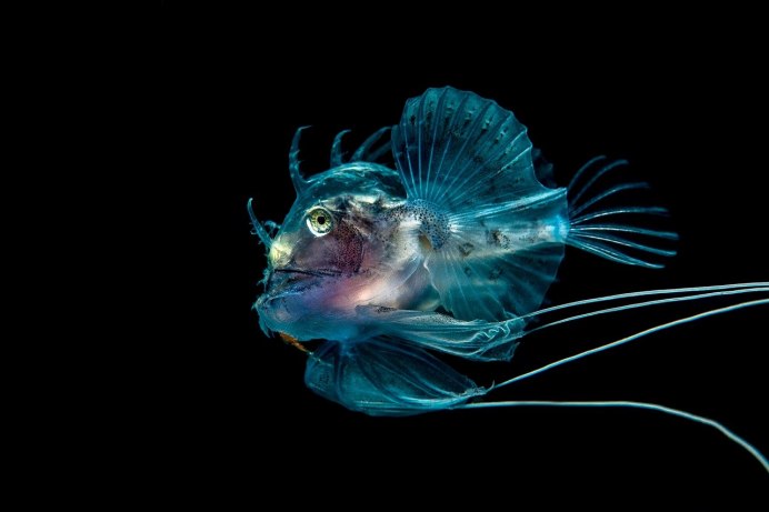 Рыба-тренога (Bathypterois grallator)