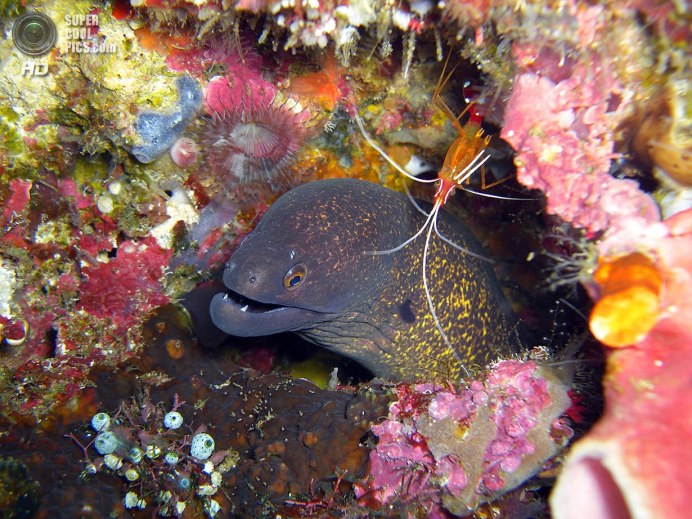 Морской удильщик