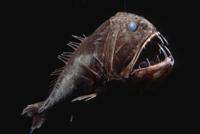 Морской черт удильщик