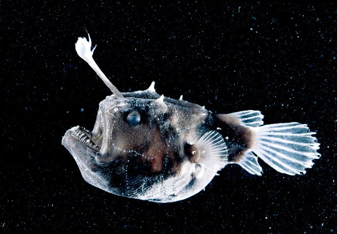 Рыбы японского моря