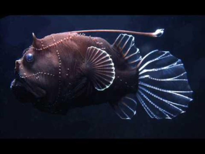 Melanocetus murrayi