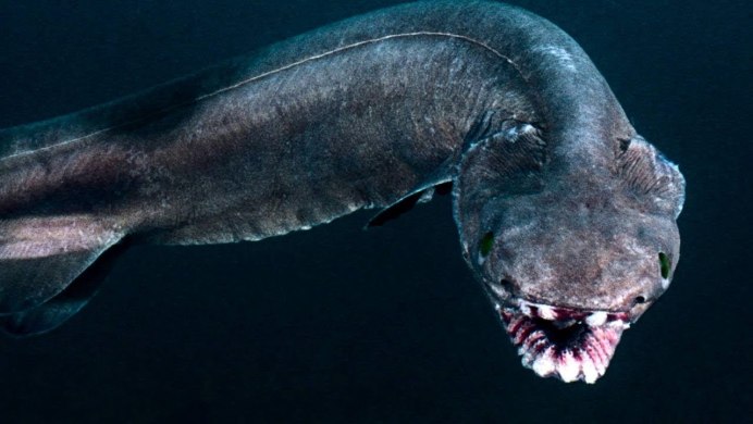 Саблезуб (Anoplogaster cornuta)