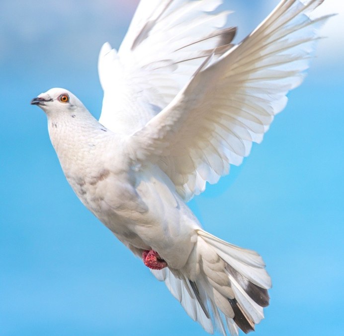 Вайт dove