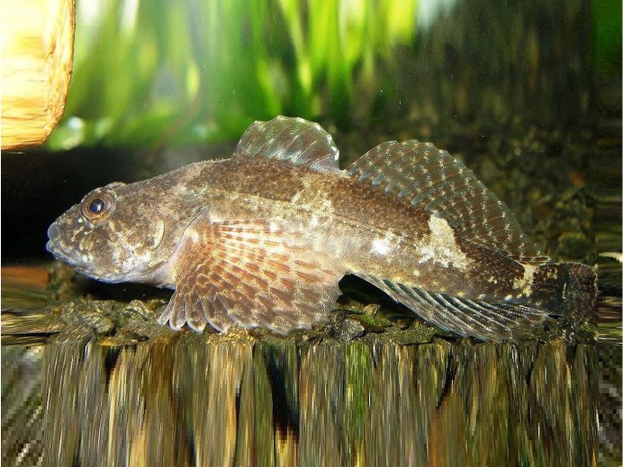 Обыкновенный подкаменщик (COTTUS gobio)