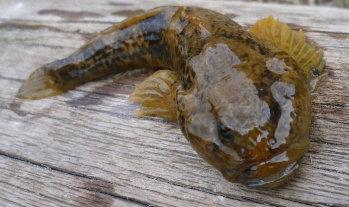 Обыкновенный подкаменщик (COTTUS gobio)