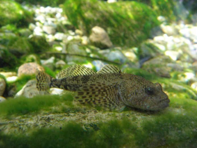 Обыкновенный подкаменщик (COTTUS gobio)