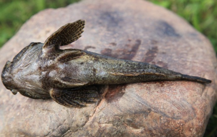 Бычок-песочник Neogobius fluviatilis