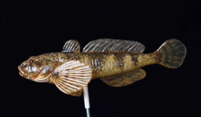 Обыкновенный подкаменщик (COTTUS gobio)