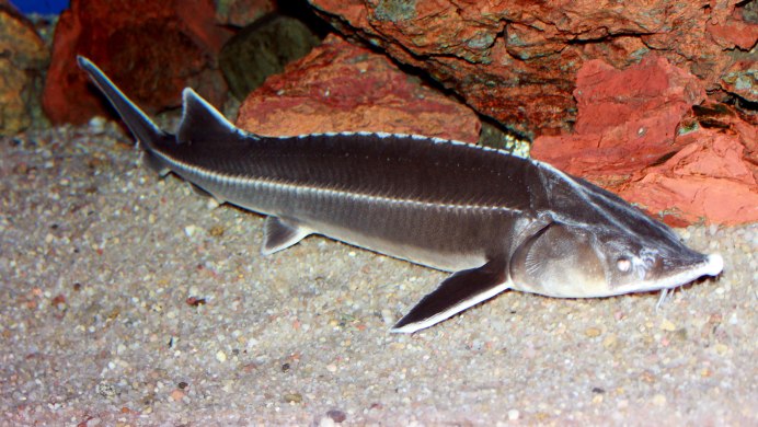 Бычок-кругляк (Neogobius melanostomus)