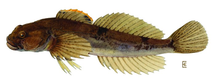 COTTUS gobio (Groppe) Bullhead