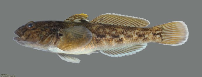 COTTUS gobio (Groppe) Bullhead