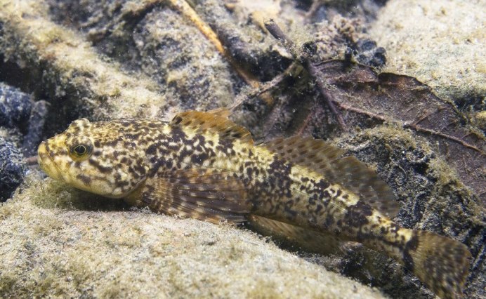 Обыкновенный подкаменщик (COTTUS gobio)