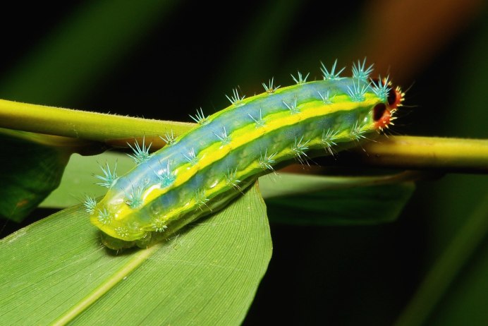 Гусеница моли Saturniidae
