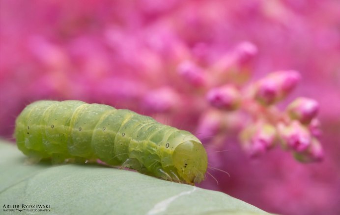 Гусеница Oleander Hawkmoth
