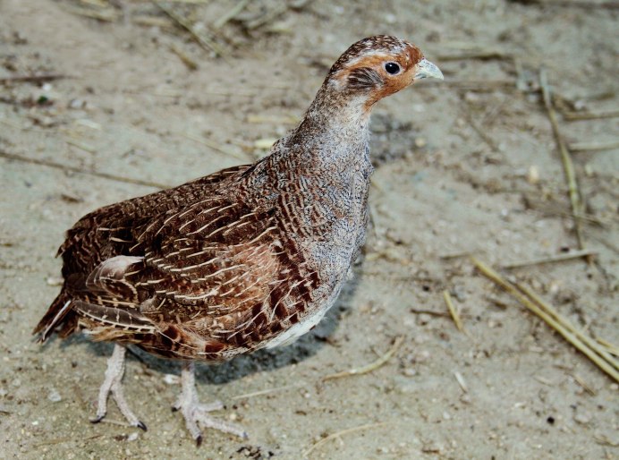 E.Partridge