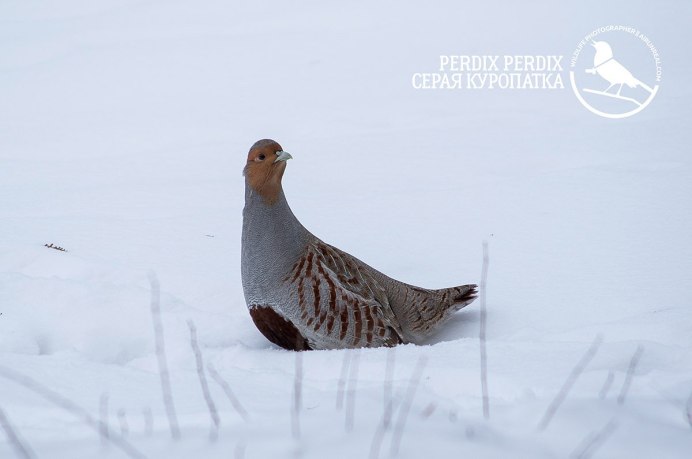 Серая куропатка зимой в Зауралье