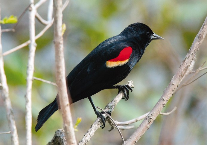 Ибис красный, алый (Eudocimus ruber)