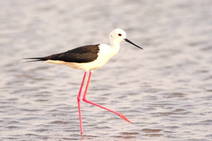 Ходулочник (himantopus himantopus)