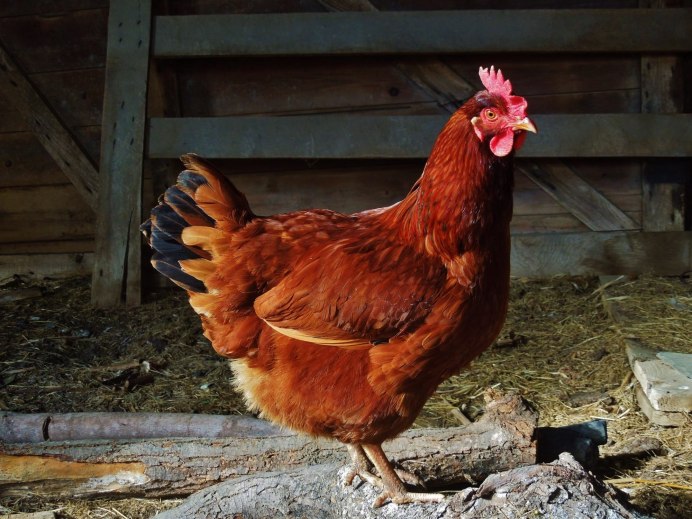 Rhode Island Red Tavuk
