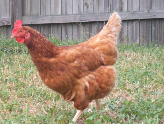 Нью Гемпшир куры