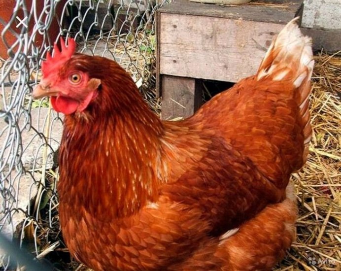 Шейвер Браун порода кур