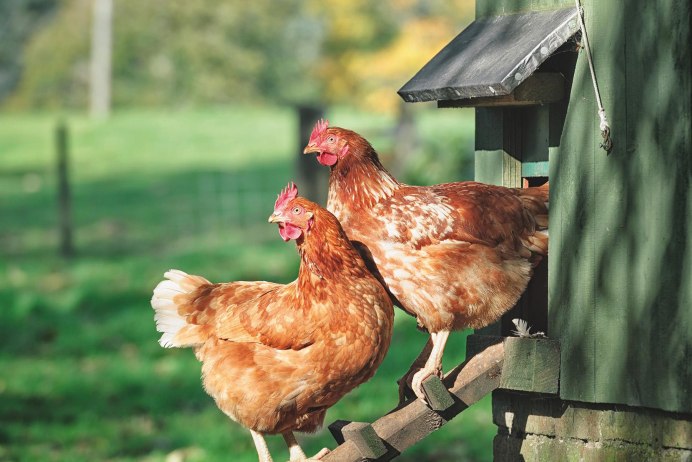 Клюв петуха