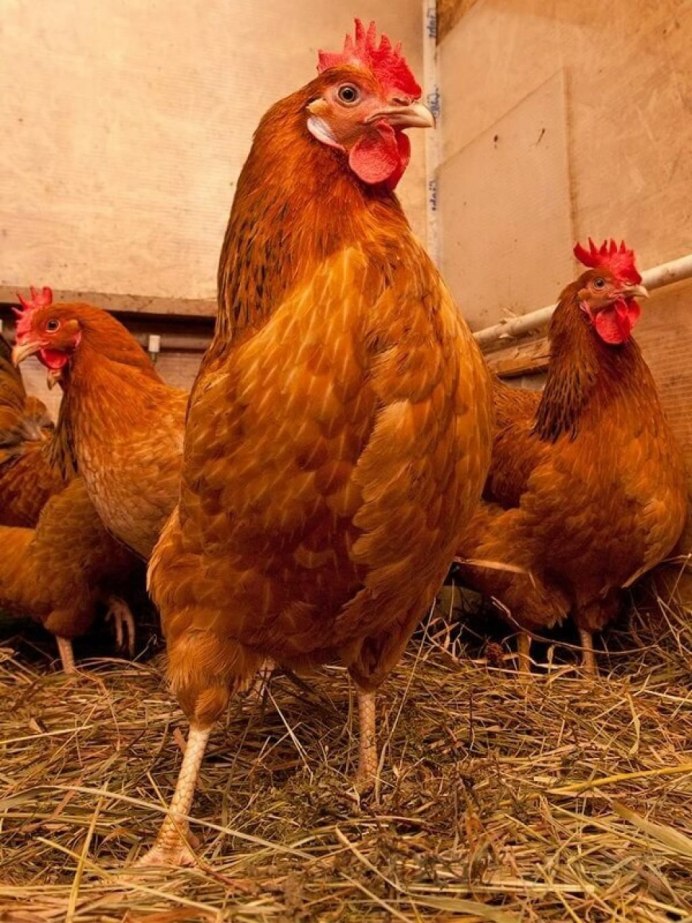 Хайсекс Браун