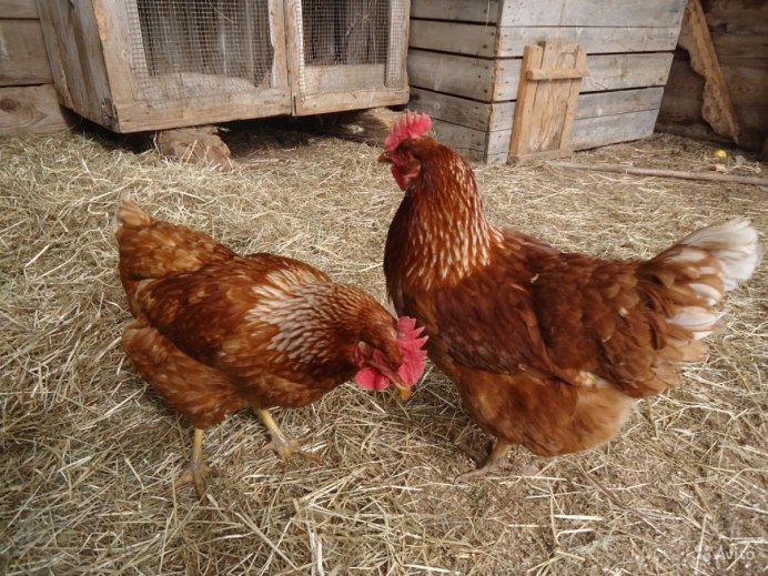 Доминант куры рыжие