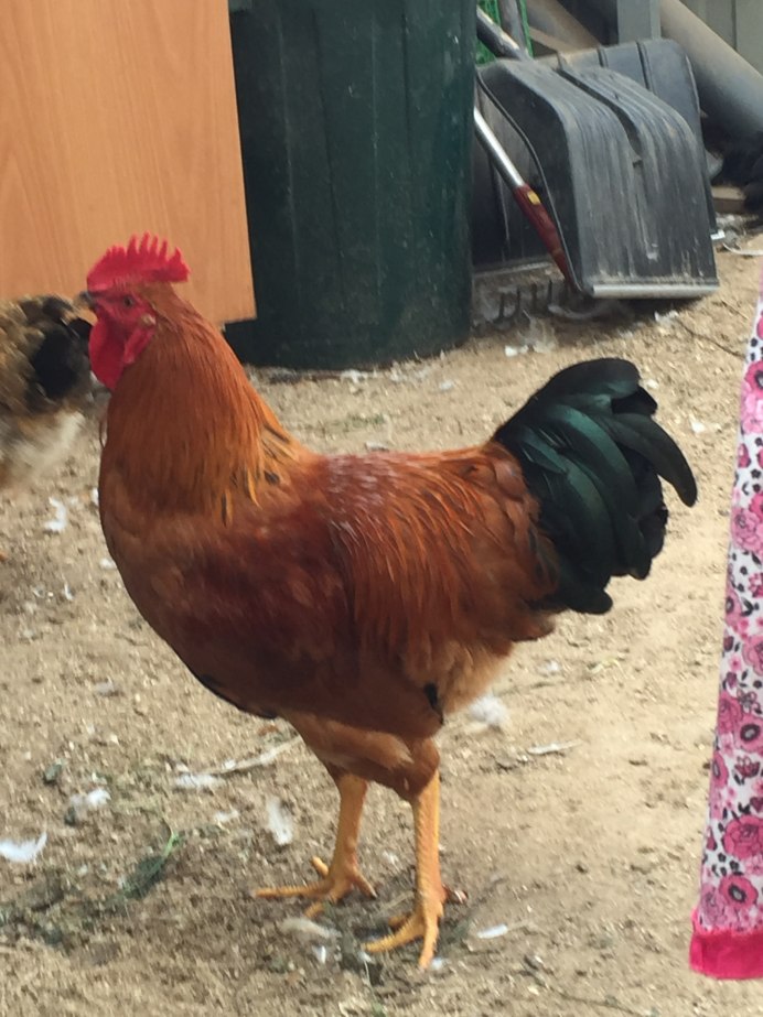 Ломан-Браун порода