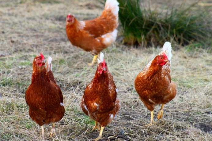 Хай лайн Браун куры
