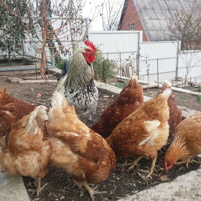 Куры доставка