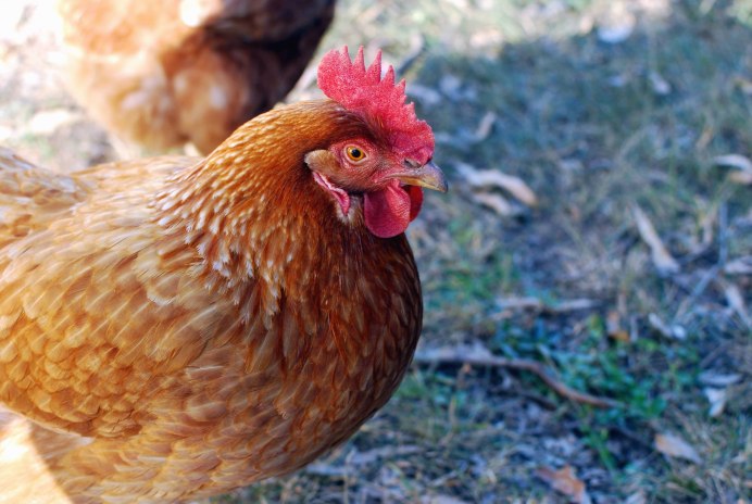 Кубанская красная порода кур