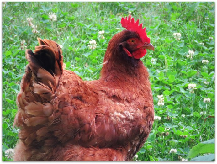 Курочки - несушки