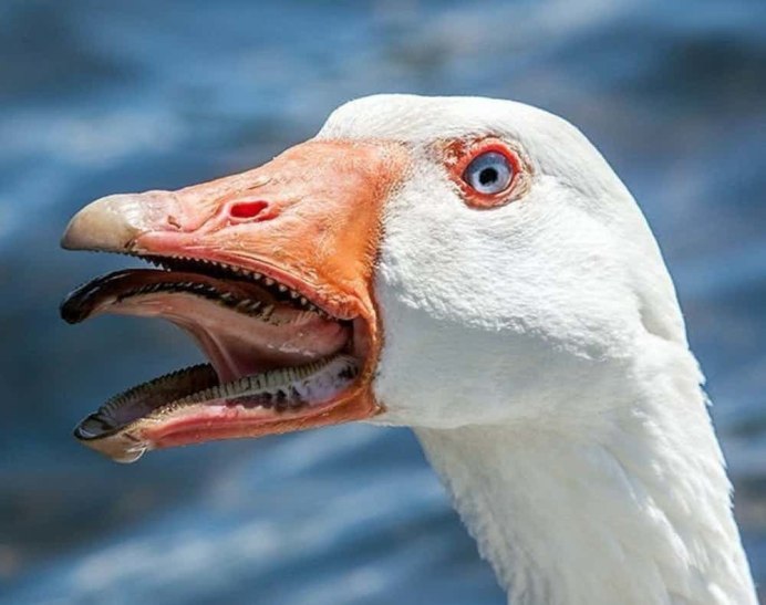 Клюв гуся