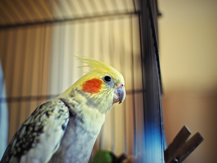 Попугаи порода Cockatiel неон