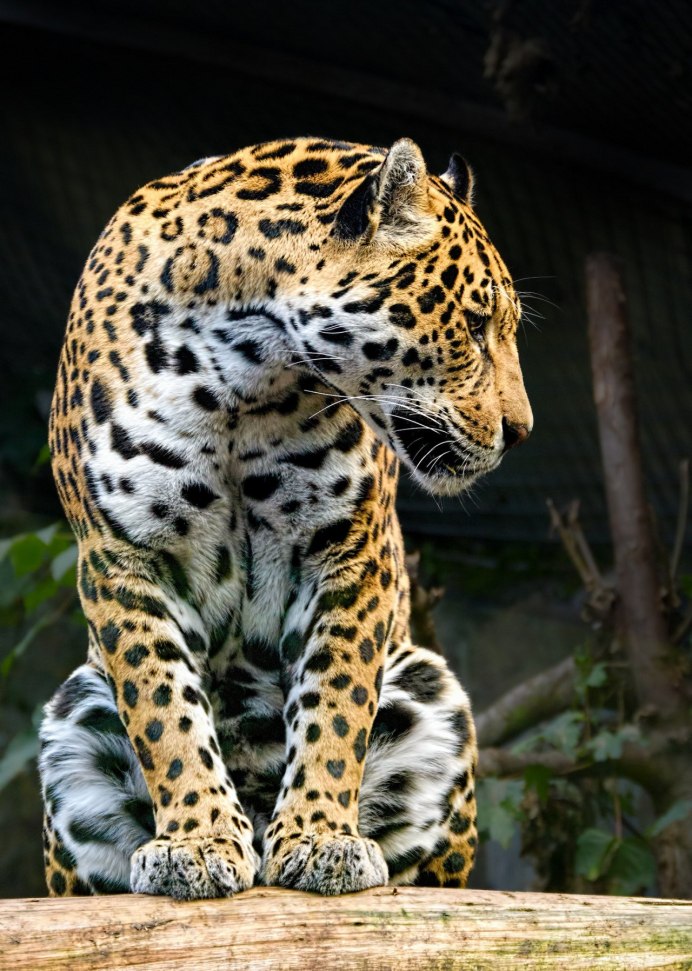 Ягуар кошачьи