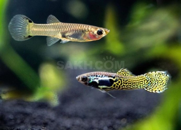 Poecilia wingei aquariumok