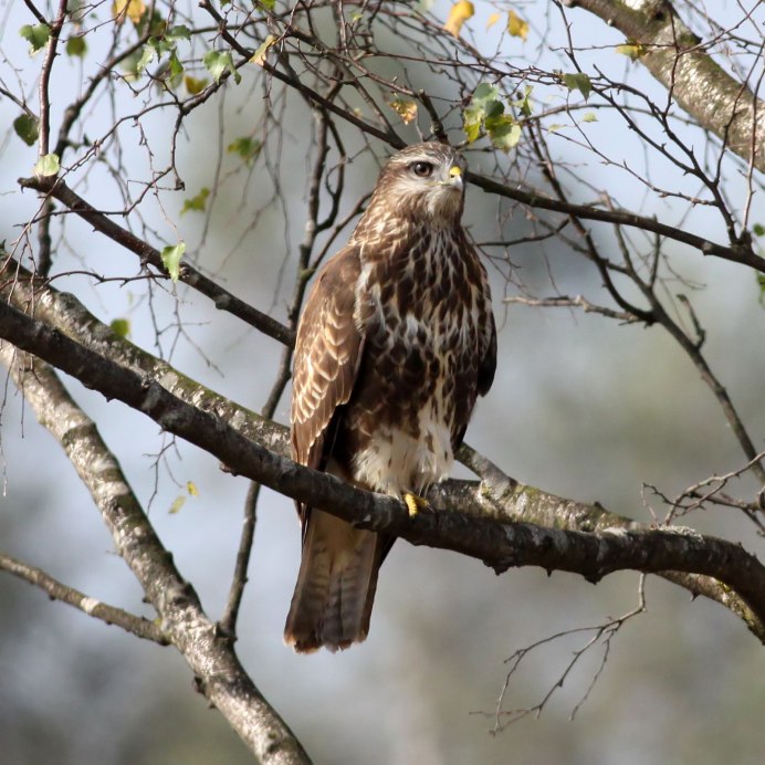 Arbor Buzzard