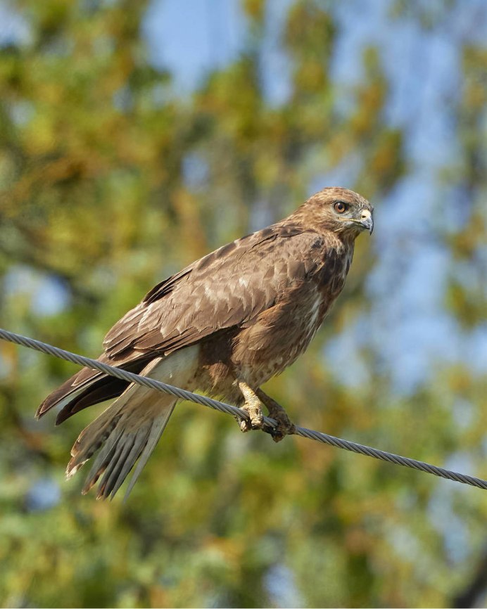 Обыкновенный канюк Buteo Buteo