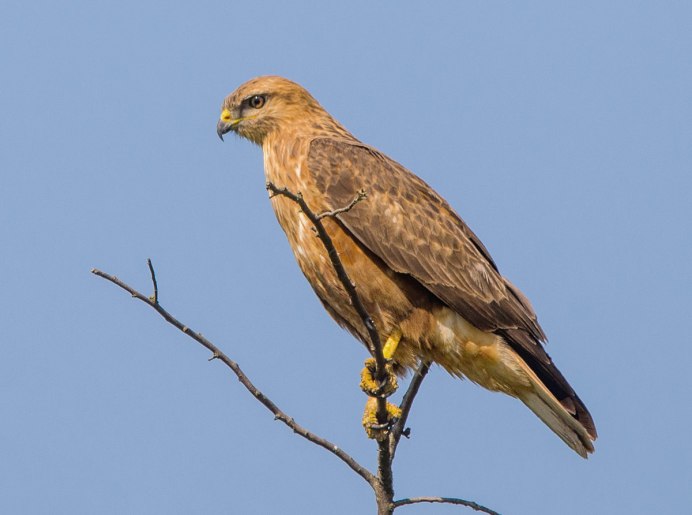 Red tailed and common Buzzard