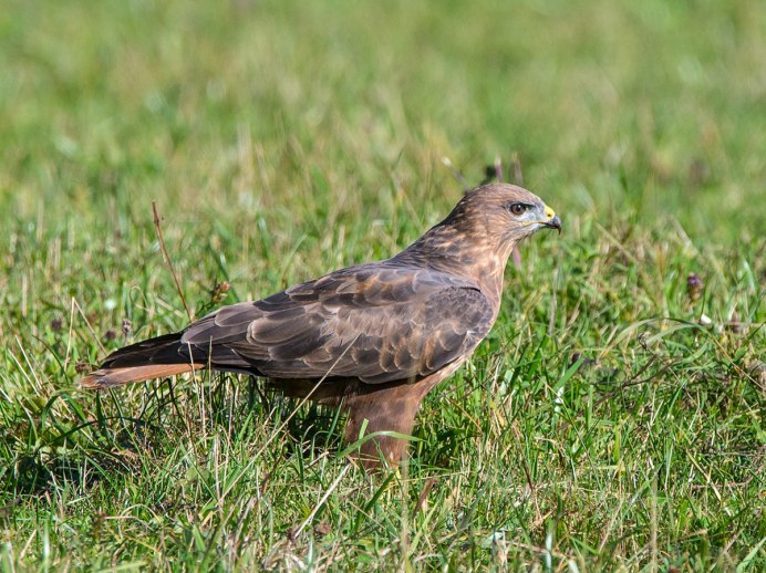 Buteo Buteo без лицензии Россия