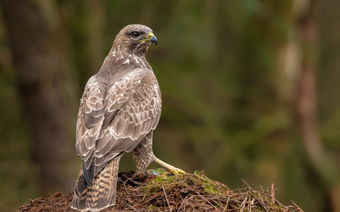 Обыкновенный канюк Buteo Buteo