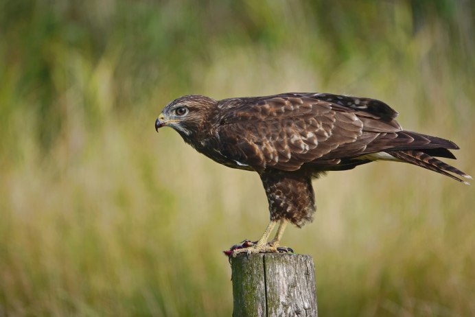 Buteo Buteo Сарыч