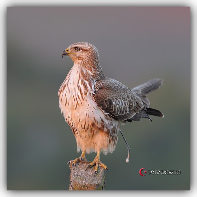 Buzzard SAR